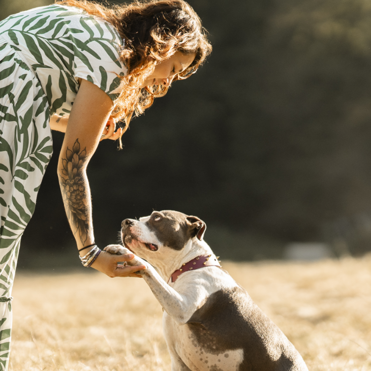 chiens (35 sur 45)